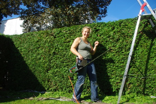 Gärtnerin beim Heckenschnitt mit Leiter an einer hohen Hecke